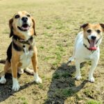 愛犬の健康を第一に！獣医師・宿南章の愛情ごはん療法食ドッグフードを徹底解説【楽天市場】